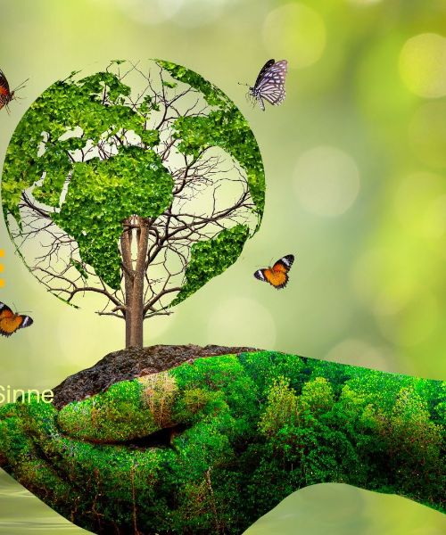 Workshop:  Energiezentren und Farbstrahlen der Bäume