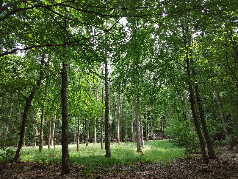 14.10  Waldwahrnehmung