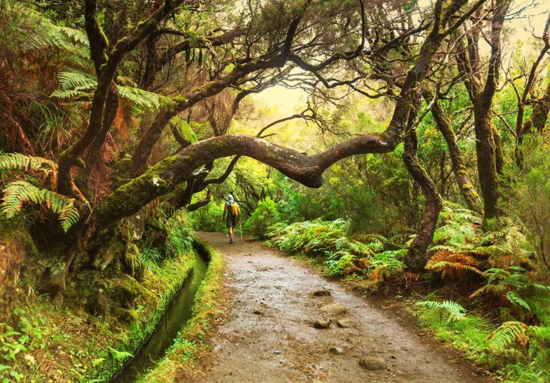 Just Pure Being - Nature Retreat | Madeira | 9 days