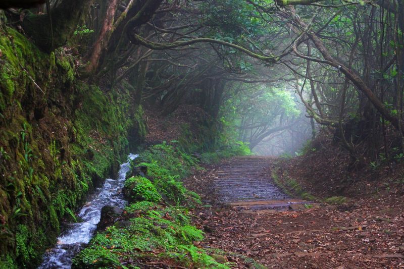 Just Pure Being - Nature Retreat | Madeira | 9 days