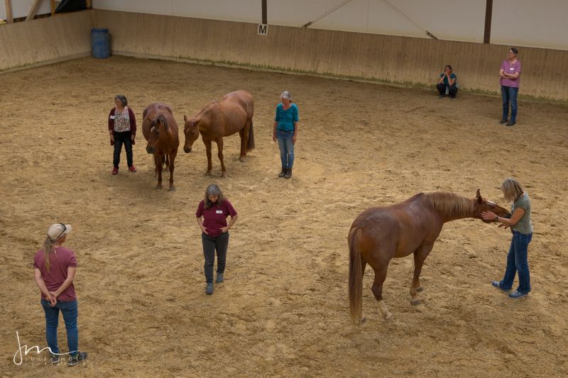 HORSE WISDOM Summit