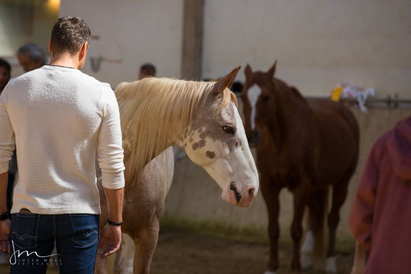 HORSE WISDOM Summit