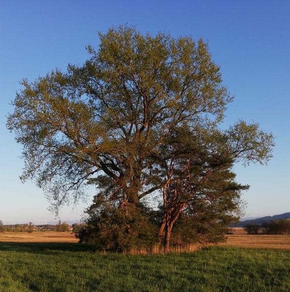 Elementarwesen