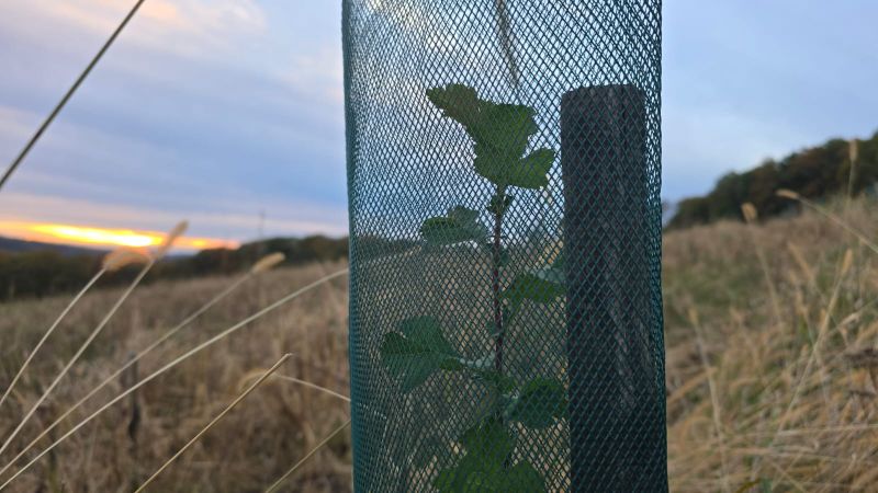 3. Living Earth Baumpflanztag
