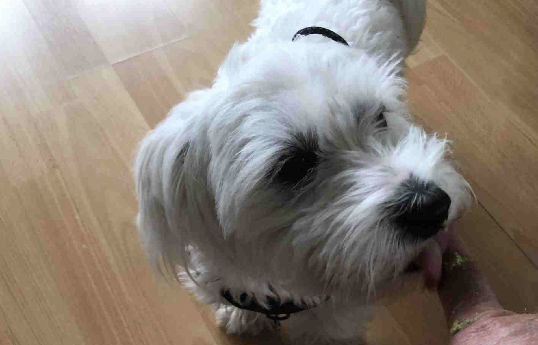 Der Brennesselhund