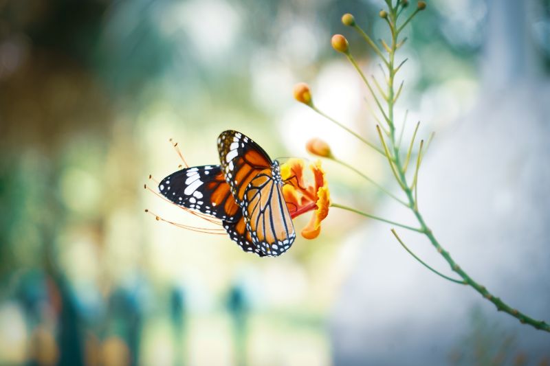 Foto von <a href="https://unsplash.com/es/@calie?utm_source=unsplash&utm_medium=referral&utm_content=creditCopyText">Calvin Mano</a> auf <a href="https://unsplash.com/de/fotos/CXS27RrJObQ?utm_source=unsplash&utm_medium=referral&utm_content=creditCopyText">Unsplash</a>