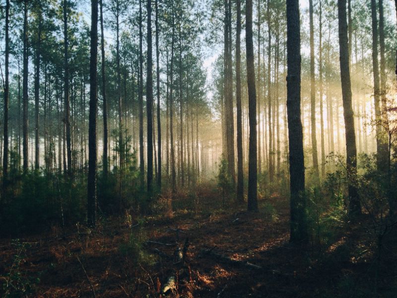 https://unsplash.com/de/@skamenar