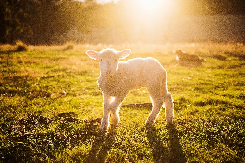 Kat Smith auf Pexels