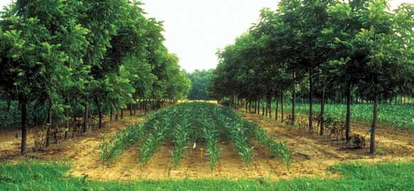 USDA NAC - USDA National Agroforestry Centerwiki auf Wikipedia