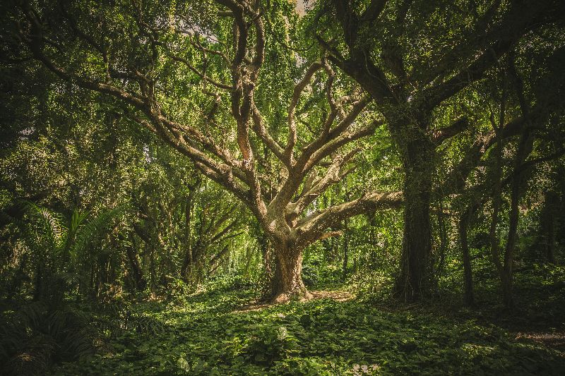 veeterzy auf Pexels