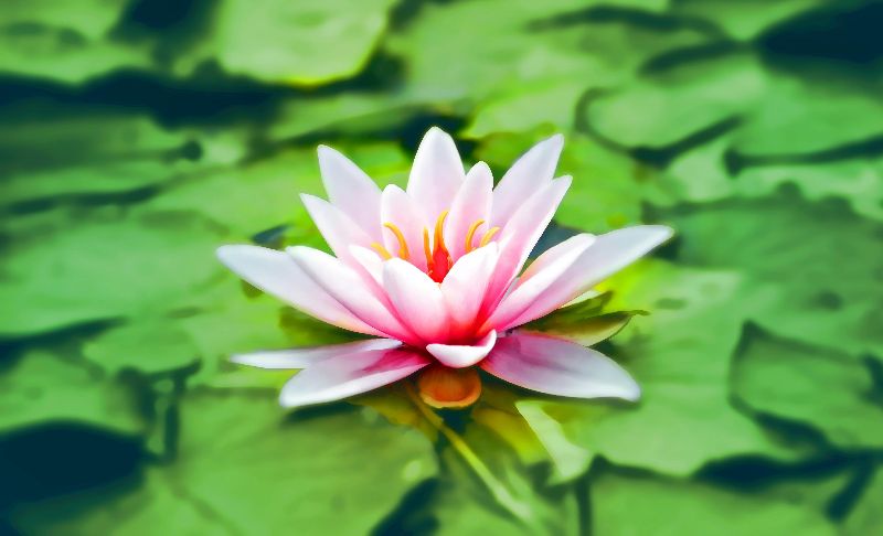 Pixabay auf Pexels