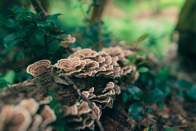 Timothy Dykes auf Unsplash