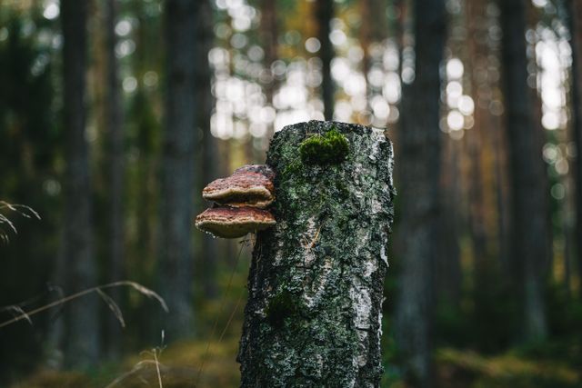 Aliaksei Semirski auf Pexels